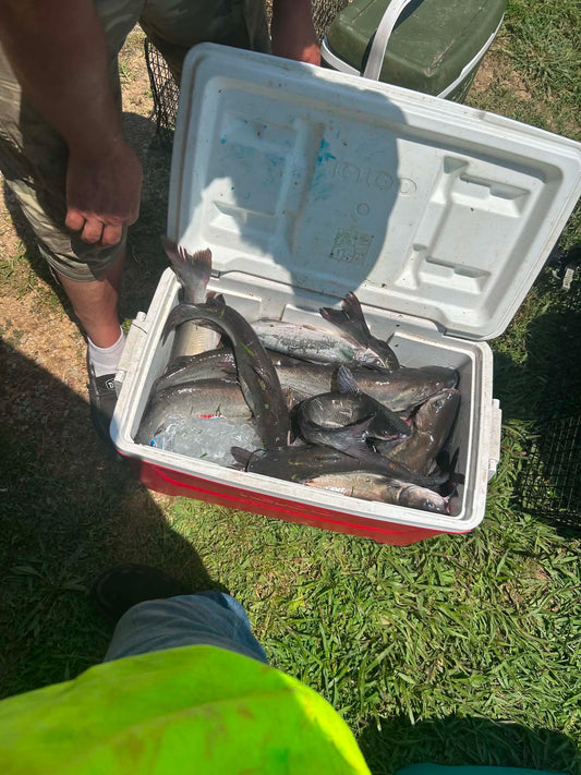 Sunfish Slaughter Bait Soak