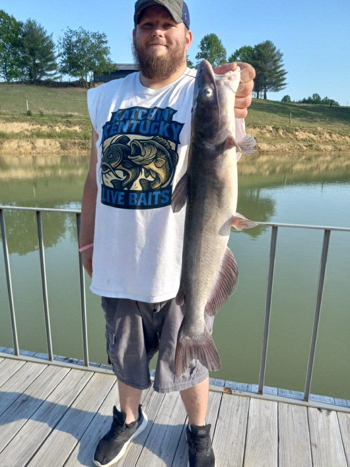Kentucky Kat Rig