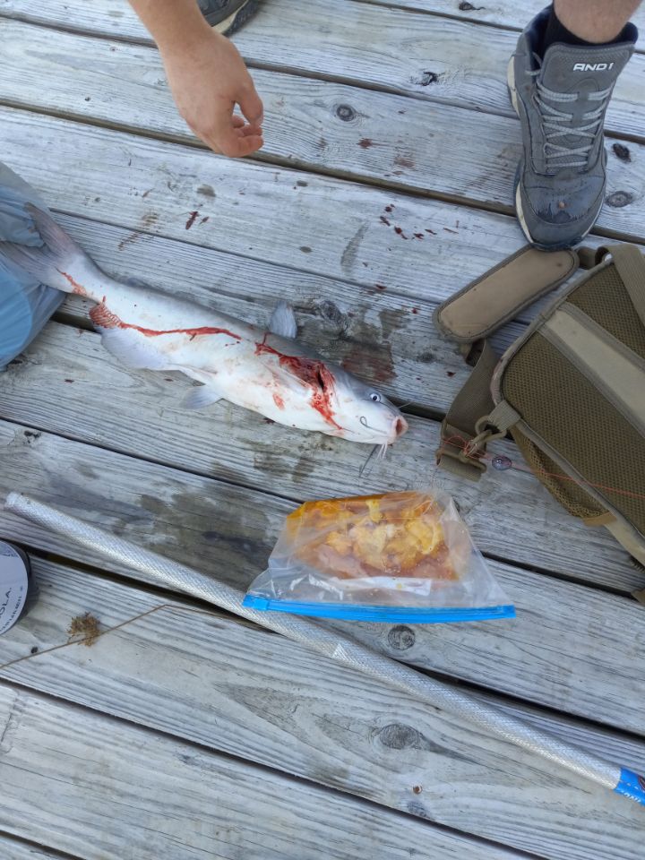 Kentucky Ridge Renegade Bait Soak