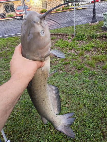 Dr. Chub Bait Soak