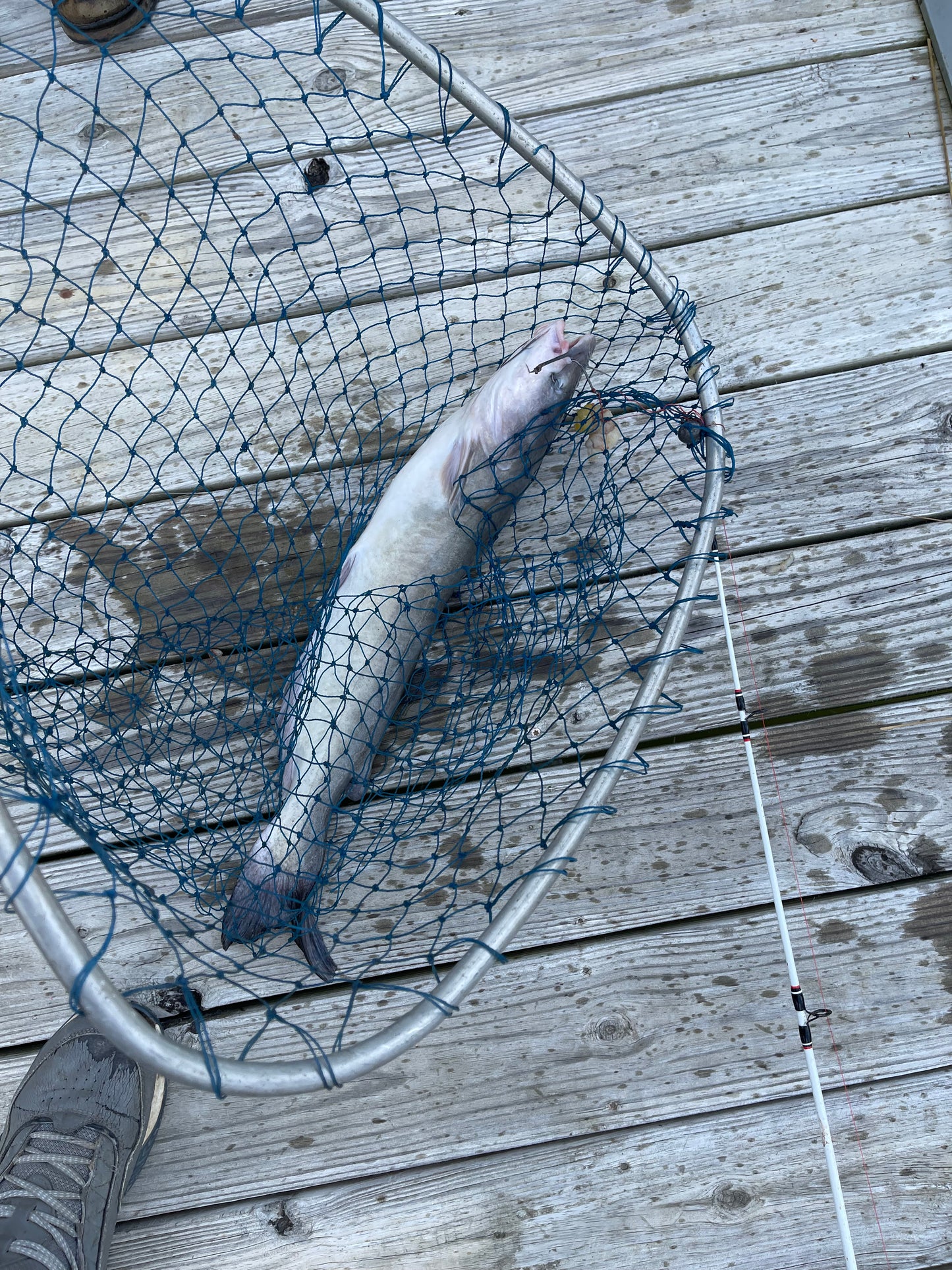 Dr. Chub Bait Soak