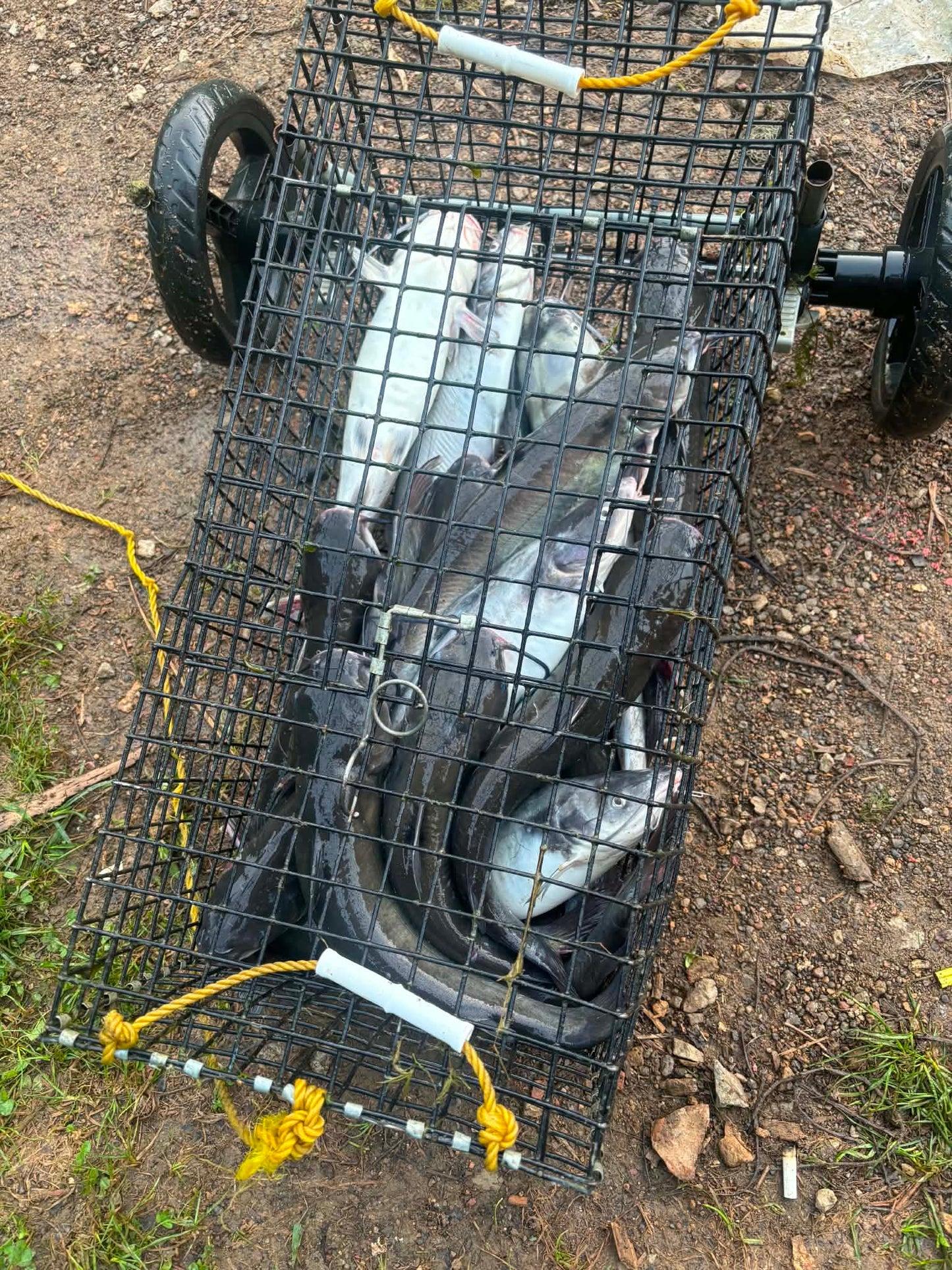 Strawnanner Stringer