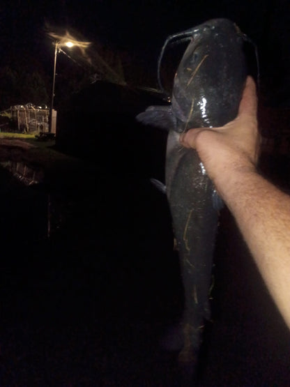 Garlic Shine Bait Soak