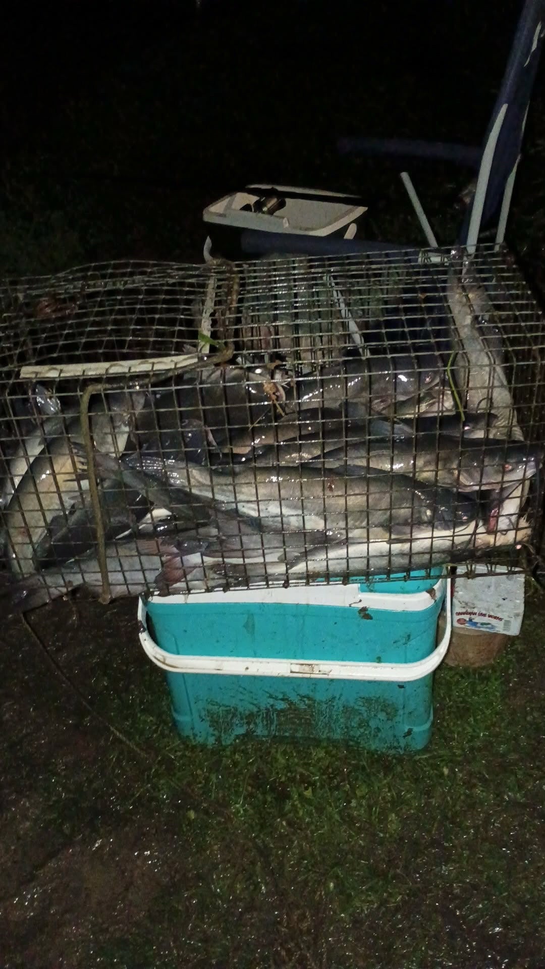 Sunfish Slaughter Bait Soak
