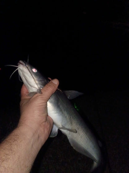 Garlic Shine Bait Soak